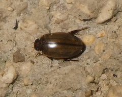 Rhantus