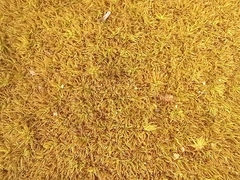 Tortella squarrosa
