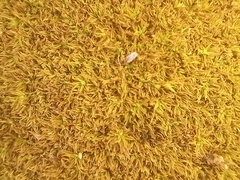 Tortella squarrosa