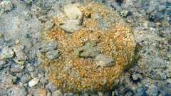 Cladocora caespitosa