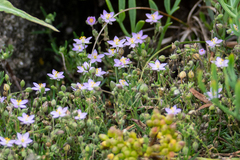 Spergularia rupicola