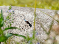 Erythrodiplax atroterminata