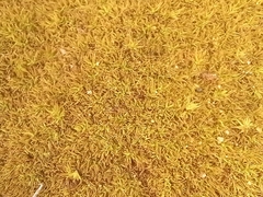 Tortella squarrosa