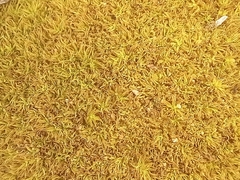Tortella squarrosa