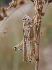 Eyprepocnemis plorans