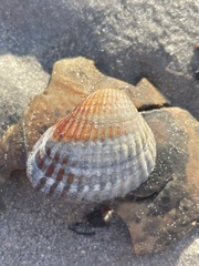 Cerastoderma glaucum