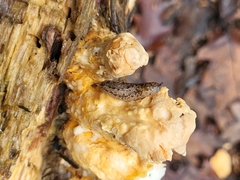 Philomycus carolinianus