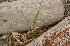 Leymus mollis