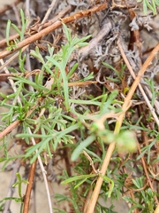 Artemisia campestris maritima