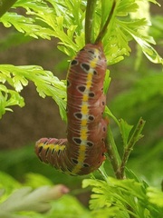 Argyrosticta decumana