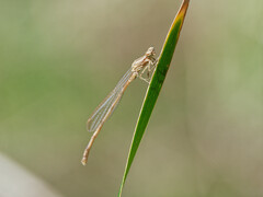 Oxyagrion rubidum