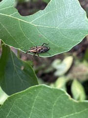 Metamasius hemipterus