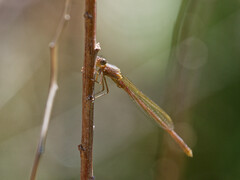 Oxyagrion rubidum