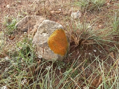 Xanthoria calcicola
