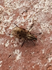 Anthomyia punctipennis