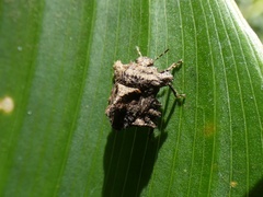 Cyrtocoris egeris