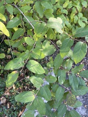 Lonicera tatarica