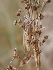 Eyprepocnemis plorans