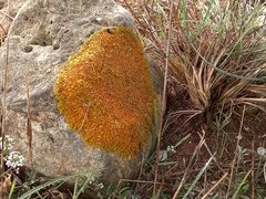 Xanthoria calcicola