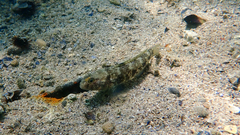 Gobius niger