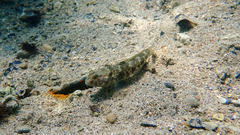 Gobius niger