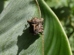 Cyrtocoris egeris