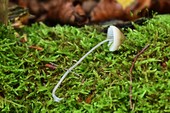 Mycena galopus