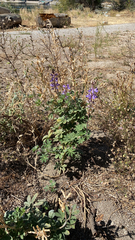 Lupinus succulentus