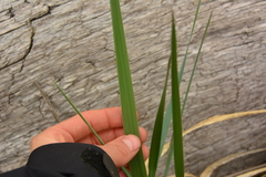 Leymus mollis