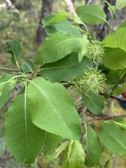 Salix pyrifolia