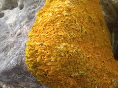 Xanthoria calcicola