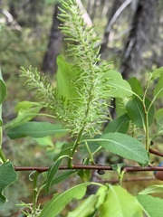 Salix pyrifolia
