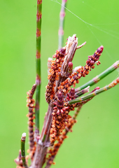 Allocasuarina paludosa