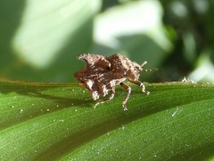 Cyrtocoris egeris
