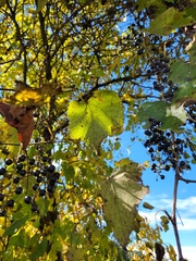 Vitis vulpina
