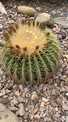 Kroenleinia grusonii