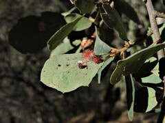 Andricus crystallinus