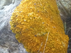 Xanthoria calcicola