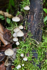 Mycena galopus
