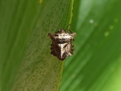 Cyrtocoris egeris