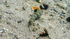 Gobius niger