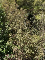 Quintinia serrata