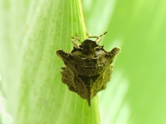 Cyrtocoris egeris