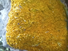 Xanthoria calcicola