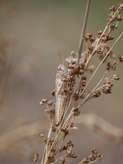 Eyprepocnemis plorans