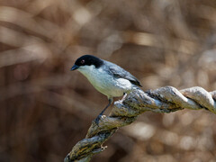 Microspingus melanoleucus