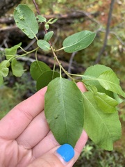 Salix pyrifolia