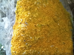 Xanthoria calcicola