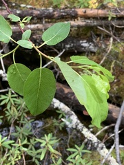 Salix pyrifolia