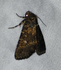 Condica albigera